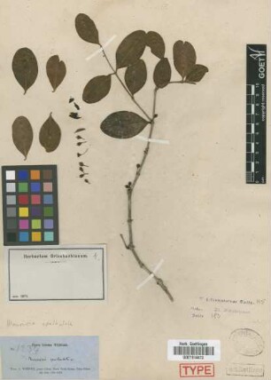 Mouriri spathulata Griseb.[isolectotype]