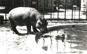 Dresden. Zoologischer Garten. Nilpferd (Flußpferd, Hippopotamus amphibius). Weibliches Tier und Kalb am Wasserbecken