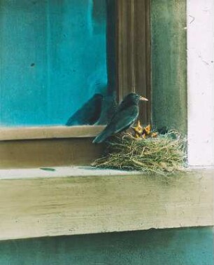 Vögel. Amsel (Turdus merula)-Männchen, die Jungen im Nest fütternd