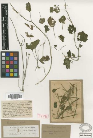 Cardamine rostrata Griseb. [type]