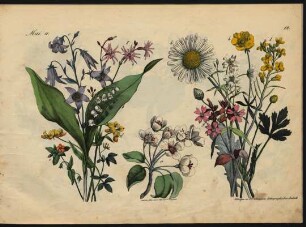 Tafel 12.: Mai, a.