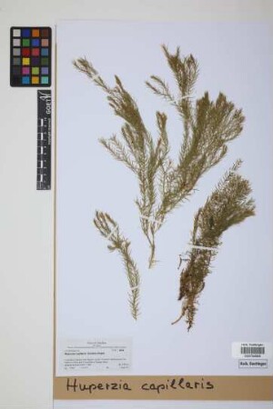 Phlegmariurus capillaris (Sod.) comb. ined.