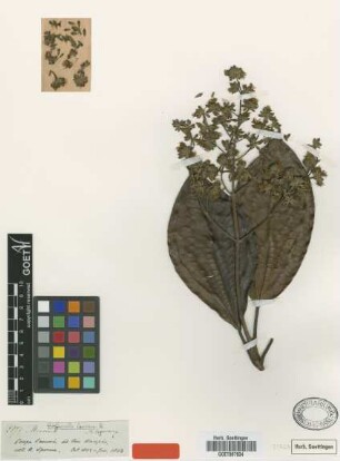 Graffenrieda laurina Triana [type]