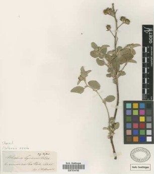 Melhania leprieurii Webb