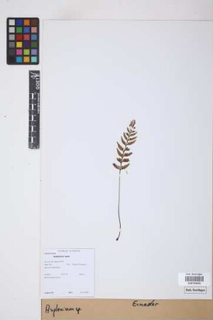 Asplenium L.