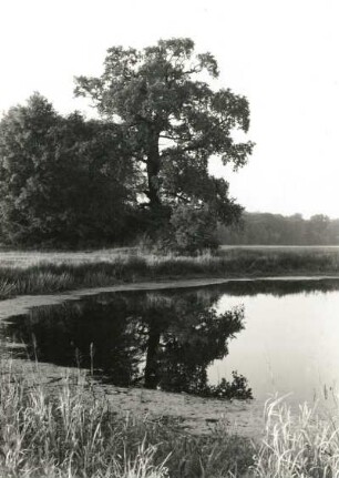 Oranienbaum-Wörlitz. Auenwald zwischen Wörlitz und Coswig/Anhalt mit Teich (Durchmesser etwa 25 m)