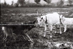 Negativ 2. WK/ Film 49 (Hund gegen Ziegen; Soldatenporträts, Landbevölkerung Rumänien; Zahnarzt)