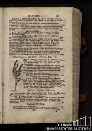 Cap. 110. Welsch Quendel, Thymchen, Thymus.