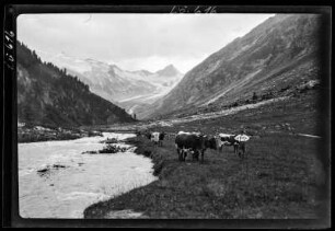 Obersulzbachtal, nördlich des Großvenedigers, Tirol