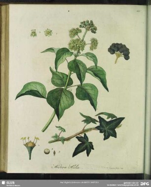 Hedera Helix. Gemeiner Epheu