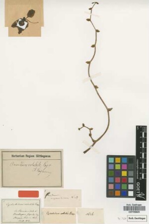 Cyrtochilum volubile Poepp. & Endl. [isotype]