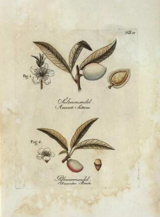 Tab. 50. Fig. 1. Sultansmandel [...] Fig. 2. Pistacienmandel [...]