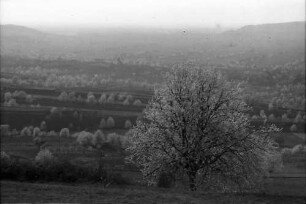Amoltern: Landschaft mit blühenden Bäumen