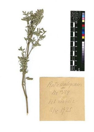 Rutaceae Ruta Chalepensis Boissier, Edmond (1810 - 1885) [Bayt Mahsir, Bet Meir, Beit Meir]