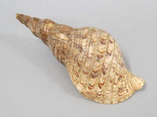 Snail trumpet