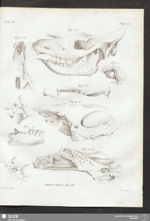 Rhinocéros Pl. VII