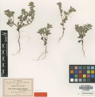 Heliotropium pringlei B.L.Rob. [syntype]