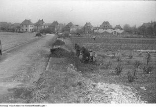 Landwirtschaft, April - Mai 1960