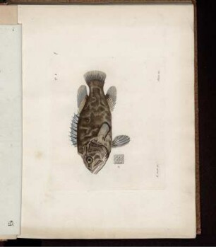 T.I. [bis] LX. [Abb. siehe arabische Paginierung.]