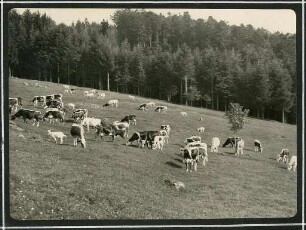 Erster Weltkrieg - "Aus den Stellungskriegen in den Vogesen". Weidendes Vieh [am Donon, Département Bas-Rhin]