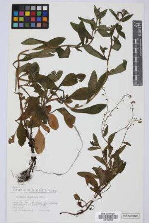 Myosotis latifolia Poiret
