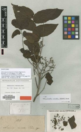 Limonia minuta G.Forst. [type]