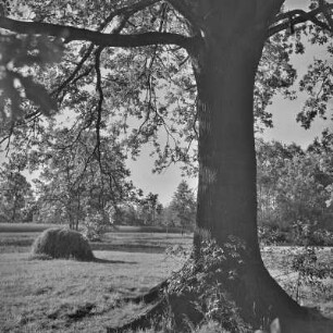 Landschaftsbild. Blühende Wiese bei Burg-Kauper. : Wobraz krajiny. Kćějate łuki wokoło Kupaŕskich Bórkowow.