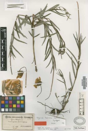 Viguiera tuberosa Griseb. [syntype]