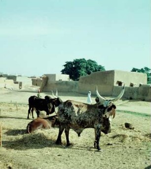 Kano. Zebu-Markt. 1959