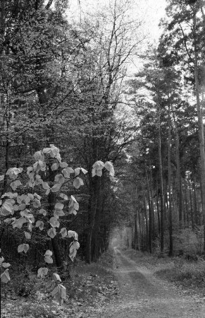 Wald im Frühling.