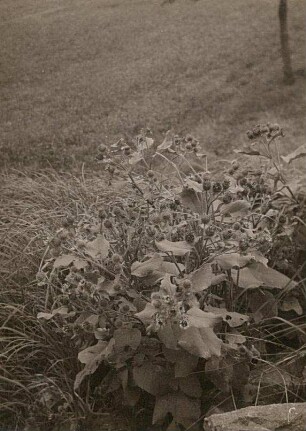 Große Klette (Arctium lappa)