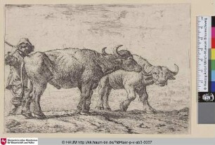 [Zwei Büffel und ein Hirte; Two Buffaloes and the Shepherd; Twee buffels en een herder]