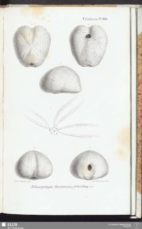 T. Crétacés, Pl. 842