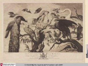 [Vogelconcert]