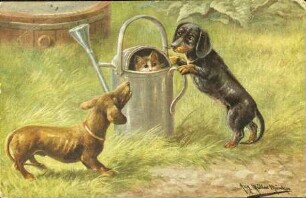 [Hunde und Katze zusammen beim Spielen im Garten]