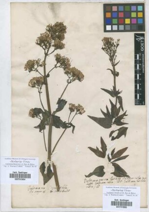 Valeriana