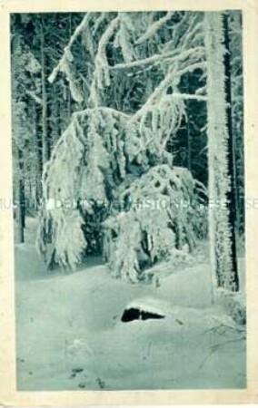 Verschneite Tannen im Oberlausitzer Wald