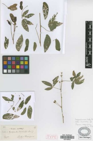 Mimosa sensibilis Griseb. [holotype]