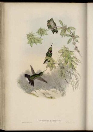 Urosticte Benjamini.
