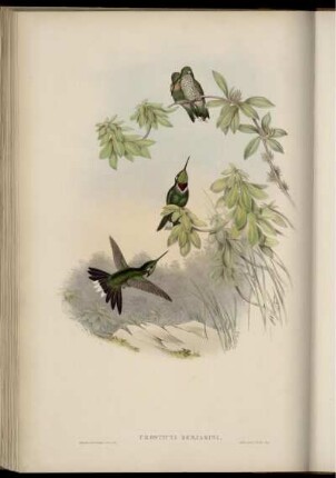 Urosticte Benjamini.