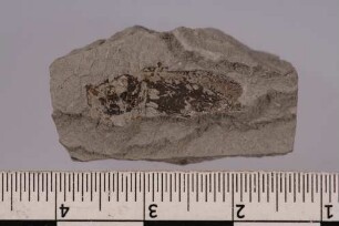 Zweiflügler (Diptera)