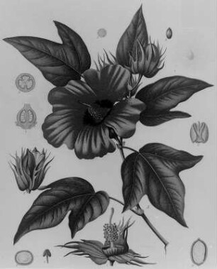 Baumwolle (Gossypium barbadense), farbig : Geographie | Wirtschaftsgeographie | Gerb-, Flecht- und Papierstoffe liefernde Pflanzen | Gerbstoffe, Flechtstoffe und Fasern, Papierstoffe liefernde Pflanzen
