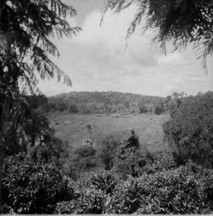 Arbeiterhütten : Blick über eine Teeplantage in Richtung der Häuser der Arbeiter der Plantage von Isolde Hentschel.