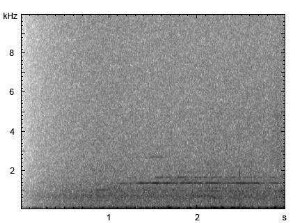Rothirsch | Cervus elaphus - Brunftruf (Hirsch)