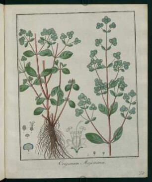 37r, Origanum Majorana