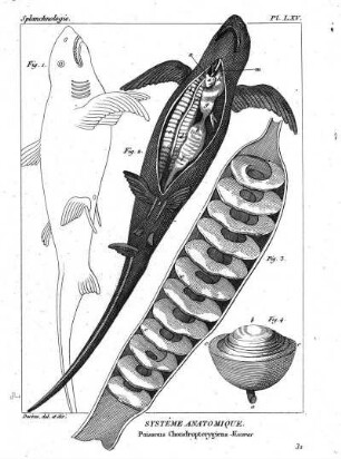 Pl. LXV. Systême Anatomique. Poissons Chondropterygiens-Vicères.