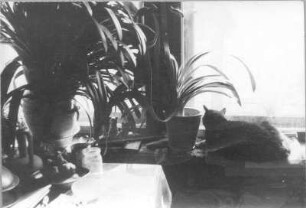 Dresden, Borsbergstraße 11. Fensterbrett in der Wohnung der Bildhauerin mit Blumentöpfen und Katze