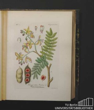 Leguminosae. Tamarindus Indica L. Tamarindenbaum.