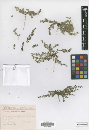 Euphorbia inaequilatera Sond.