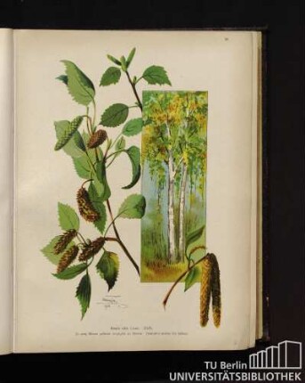 Betula alba Linné. Birke.